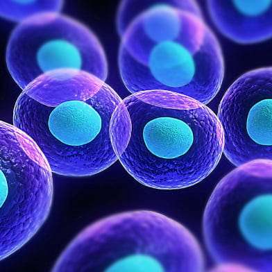 Karakteristike matičnih ćelija