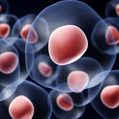 Tipovi matičnih ćelija